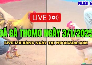 Live Đá Gà Thomo C3 Cực Hay Và Đầy Đủ Ngày 03/01/2025