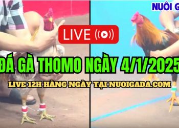 Trực Tiếp Đá Gà Campuchia C3 Chất Lượng Cao, Đặc Sắc 04/01/2025