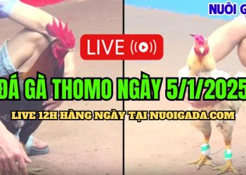 Đá Gà Thomo C3 Mới Và Chất Lượng Cao Hôm Nay 05/01/2025
