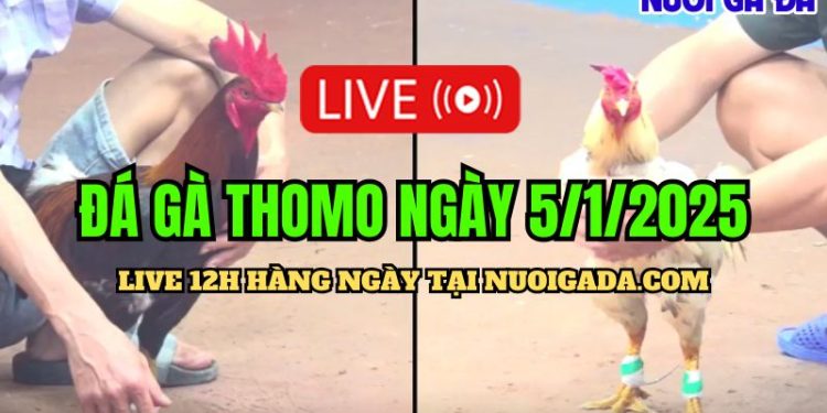 Đá Gà Thomo C3 Mới Và Chất Lượng Cao Hôm Nay 05/01/2025