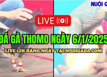 Live Đá Gà Campuchia C3 Hấp Dẫn Đặc Biệt 06/01/2025