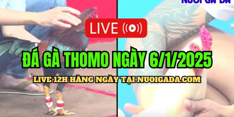 Live Đá Gà Campuchia C3 Hấp Dẫn Đặc Biệt 06/01/2025