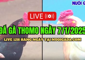 Trực Tiếp Đá Gà Thomo C3 Mới Nhất Và Hấp Dẫn Cực Hot 07/01/2025