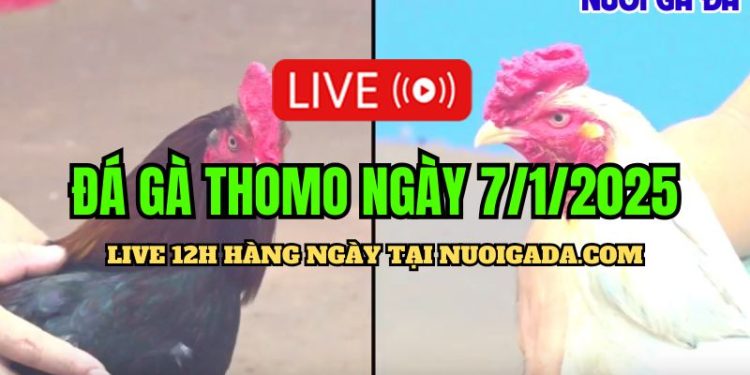 Trực Tiếp Đá Gà Thomo C3 Mới Nhất Và Hấp Dẫn Cực Hot 07/01/2025
