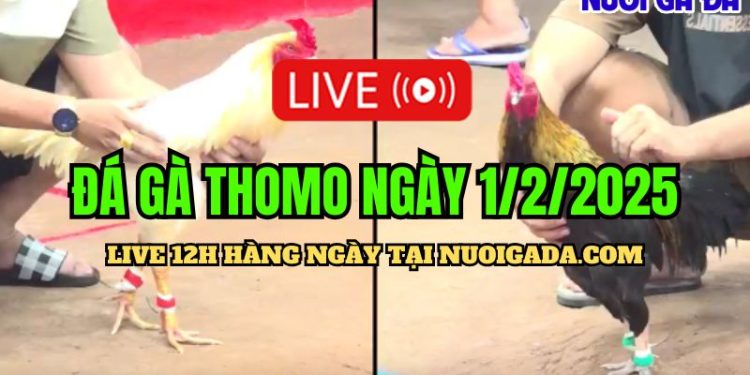 Trực tiếp đá gà CPC3 siêu hấp dẫn ngày 01/02/2025