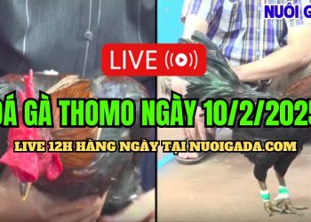 Đá gà trực tuyến CPC3 cực HOT ngày 10/02/2025