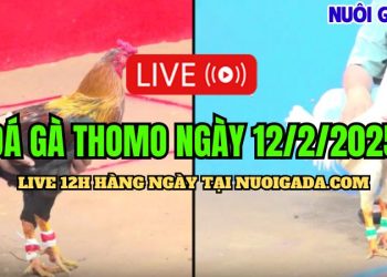 Trực tiếp đá gà CPC3 cực hấp dẫn ngày 12/02/2025