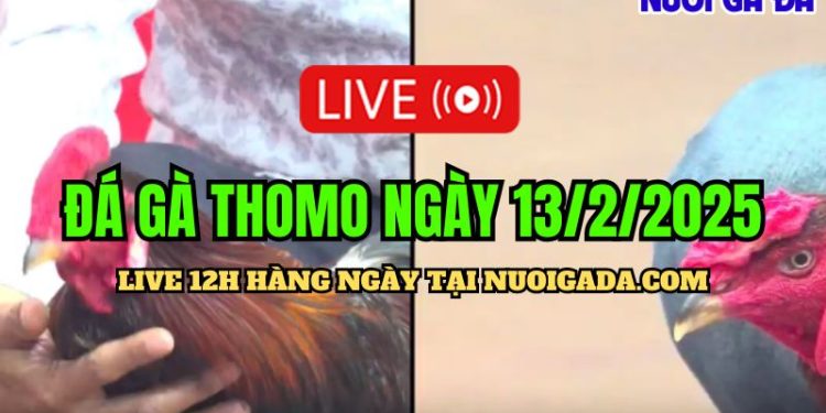 Đá gà Thomo CPC3 hôm nay 13/02/2025