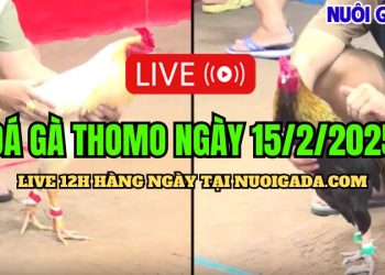 Đá gà hôm nay CPC3 hấp dẫn ngày 15/02/2025