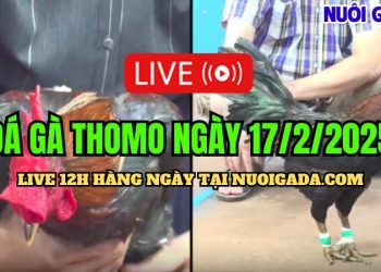 Đá gà trực tuyến CPC3 mới nhất ngày 17/02/2025