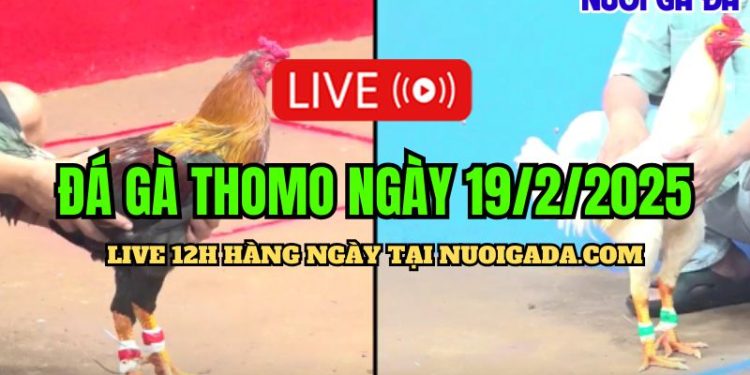 Đá gà trực tuyến CPC3 cực HOT ngày 19/02/2025