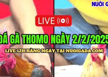 Live đá gà CPC3 cực hay ngày 02/02/2025