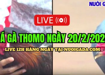 Đá gà hôm nay CPC3 mãn nhãn ngày 20/02/2025