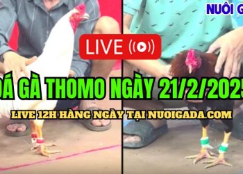 Trực tiếp đá gà CPC3 cực hấp dẫn ngày 21/02/2025