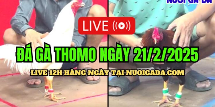 Trực tiếp đá gà CPC3 cực hấp dẫn ngày 21/02/2025