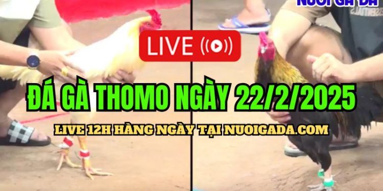 Đá gà Thomo CPC3 hôm nay 22/02/2025