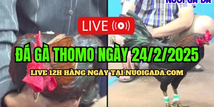 Đá gà hôm nay CPC3 hấp dẫn ngày 24/02/2025