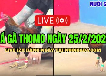 Live đá gà CPC3 hôm nay ngày 25/02/2025
