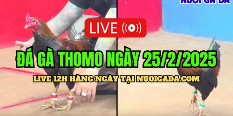 Live đá gà CPC3 hôm nay ngày 25/02/2025