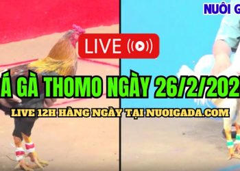 Đá gà trực tiếp CPC3 cực HOT ngày 26/02/2025
