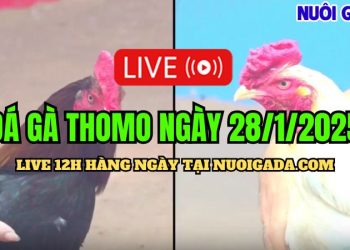 Trực Tiếp Đá Gà Campuchia C3 Cực Hấp Dẫn Và Chất Lượng 28/01/2025