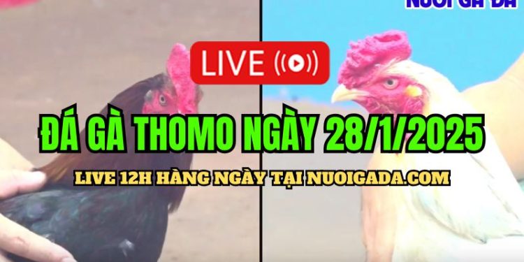 Trực Tiếp Đá Gà Campuchia C3 Cực Hấp Dẫn Và Chất Lượng 28/01/2025