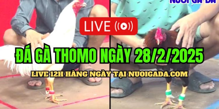 Cập nhật đá gà live C3 kịch tính nhất ngày 28/02/2025