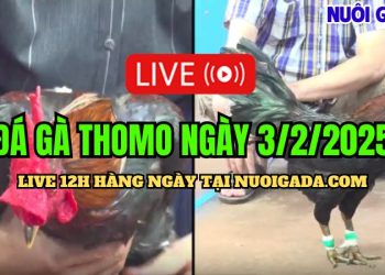 Đá gà hôm nay CPC3 mãn nhãn ngày 03/02/2025