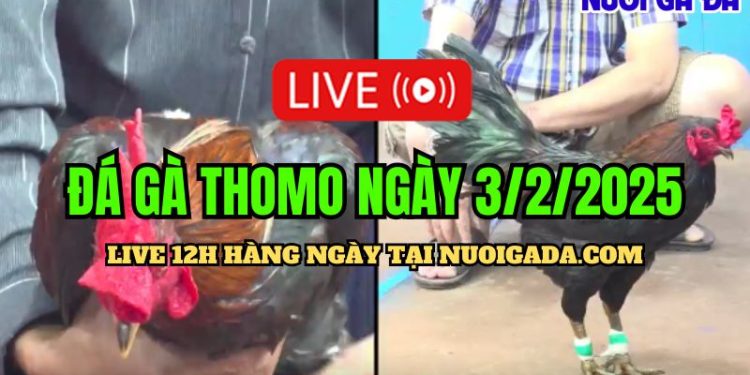 Đá gà hôm nay CPC3 mãn nhãn ngày 03/02/2025