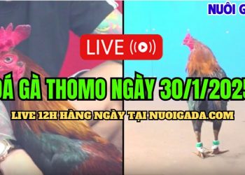 Trực Tiếp Đá Gà Campuchia C3 Full Đặc Biệt Hôm Nay 30/01/2025