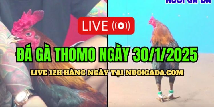 Trực Tiếp Đá Gà Campuchia C3 Full Đặc Biệt Hôm Nay 30/01/2025