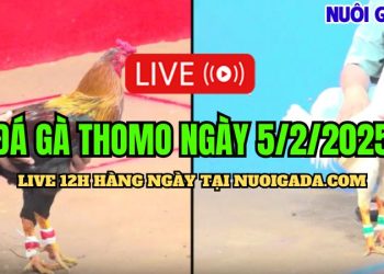 Trực tiếp đá gà CPC3 hôm nay 05/02/2025
