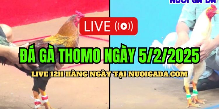 Trực tiếp đá gà CPC3 hôm nay 05/02/2025