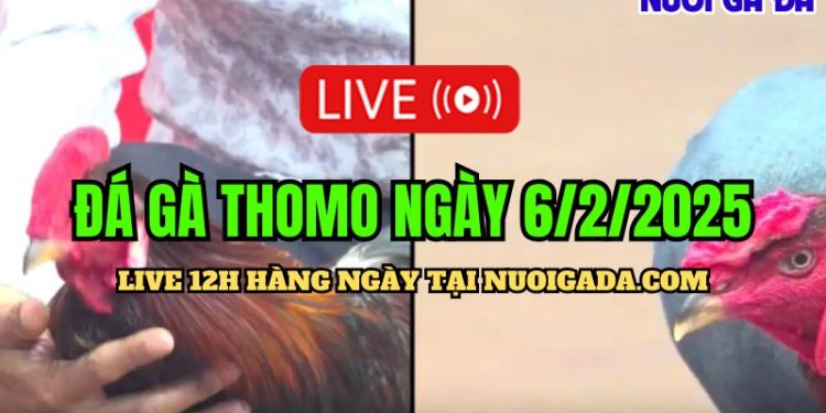 Đá gà Thomo CPC3 cực hấp dẫn ngày 06/02/2025