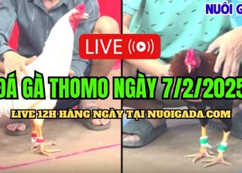 Live đá gà CPC3 hôm nay ngày 07/02/2025