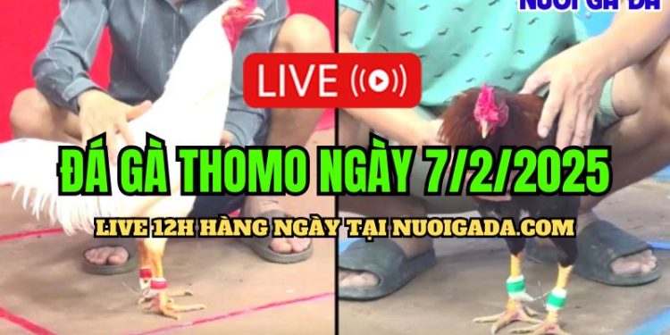 Live đá gà CPC3 hôm nay ngày 07/02/2025