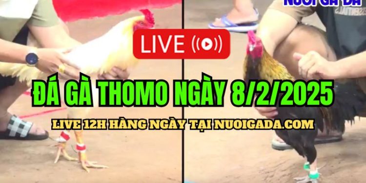 Trực tiếp đá gà CPC3 hấp dẫn ngày 08/02/2025