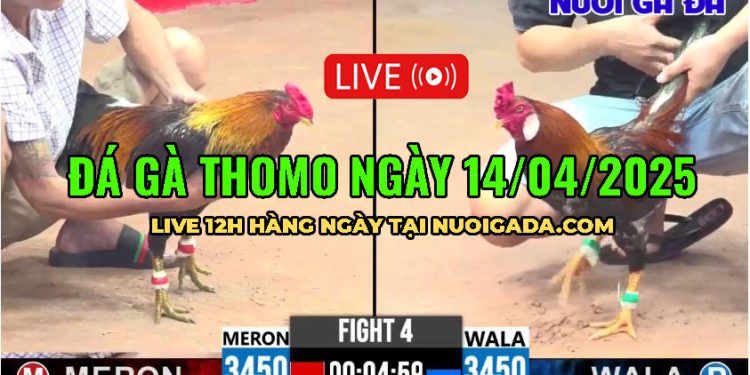 Video Live Đá Gà Live CPC3 trực tiếp ngày 14/4/2025