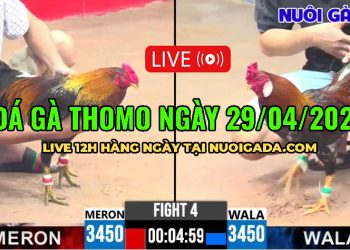 Full Clip Bồ Gà C1 ngày 15/4/2025