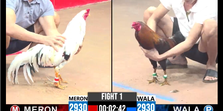 video đá gà