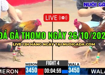 Tổng hợp video đá gà Hay ngày 05/10/2025