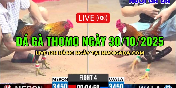 Tổng hợp video đá gà Hay ngày 05/10/2025